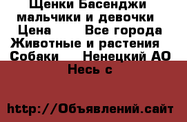 Щенки Басенджи ,мальчики и девочки › Цена ­ 1 - Все города Животные и растения » Собаки   . Ненецкий АО,Несь с.